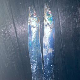 タチウオ