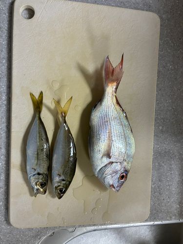 タイの釣果