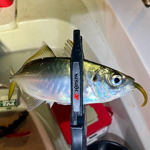 マアジの釣果