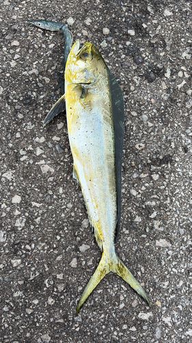 シイラの釣果