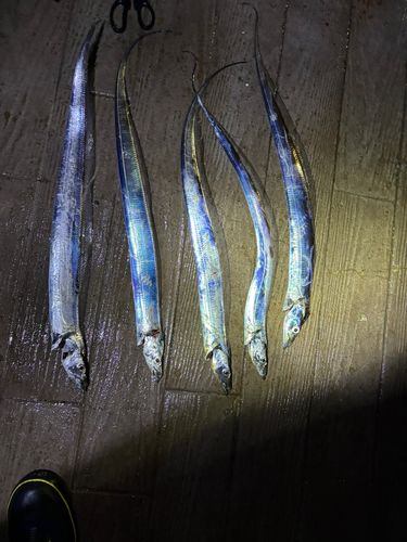 タチウオの釣果