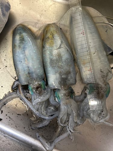 アオリイカの釣果