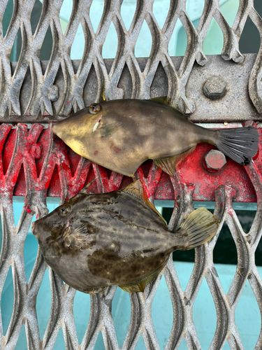 ウマヅラハギの釣果