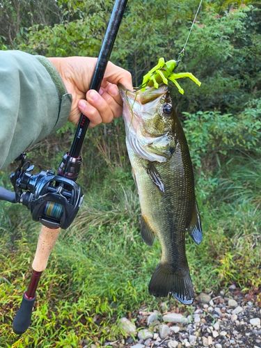 ブラックバスの釣果