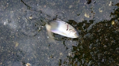 コノシロの釣果