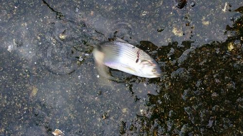 コノシロの釣果