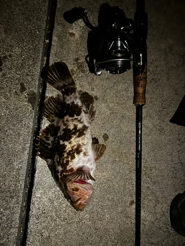 ベッコウゾイの釣果