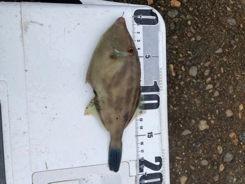 ウマヅラハギの釣果