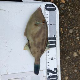 ウマヅラハギ