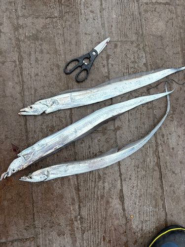 タチウオの釣果