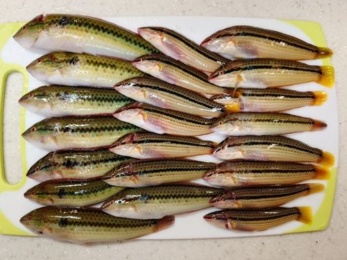 キュウセンの釣果