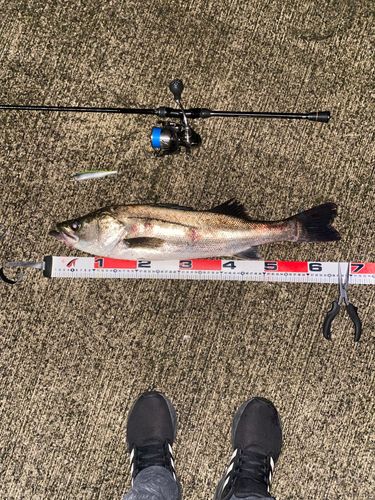 シーバスの釣果