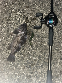 クロソイの釣果