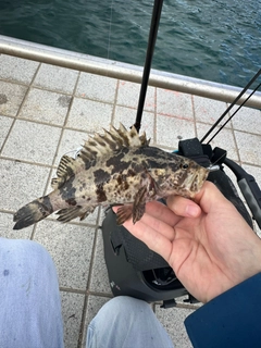 タケノコメバルの釣果