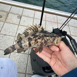 タケノコメバル