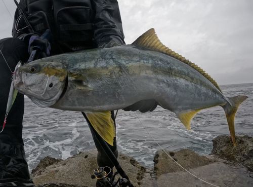 ヒラマサの釣果