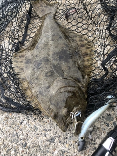ヒラメの釣果