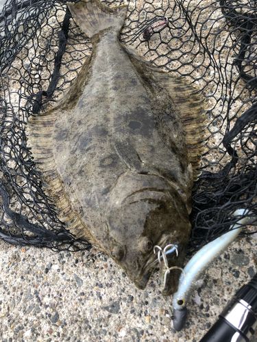 ヒラメの釣果