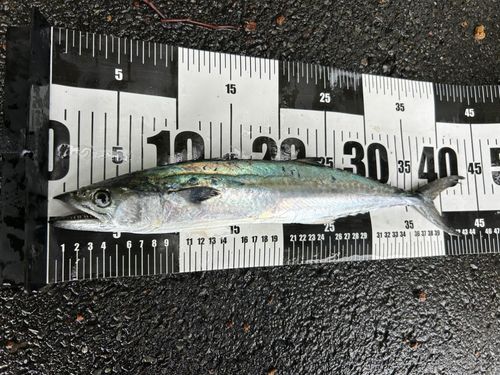 サゴシの釣果
