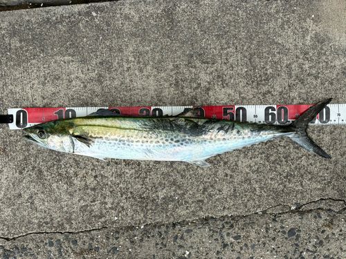 サワラの釣果