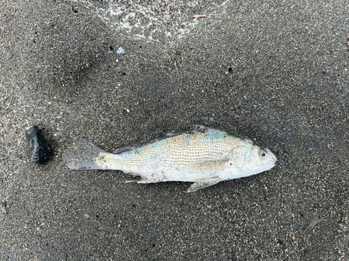 茅ヶ崎海岸
