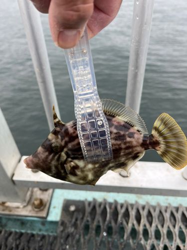 本牧海づり施設