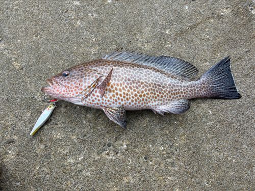 オオモンハタの釣果