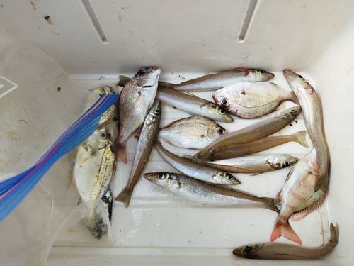 キスの釣果