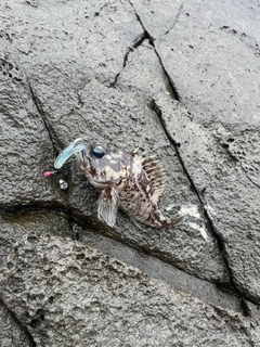 クロソイの釣果