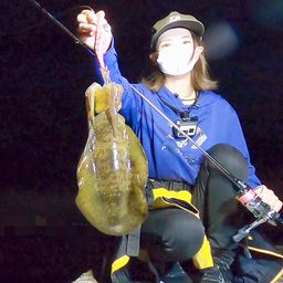 アオリイカ
