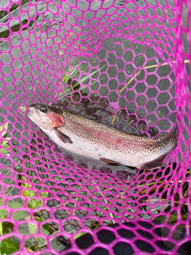 ニジマスの釣果