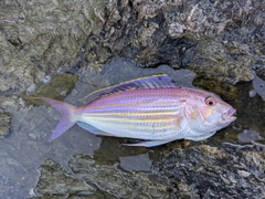 イトヨリダイの釣果