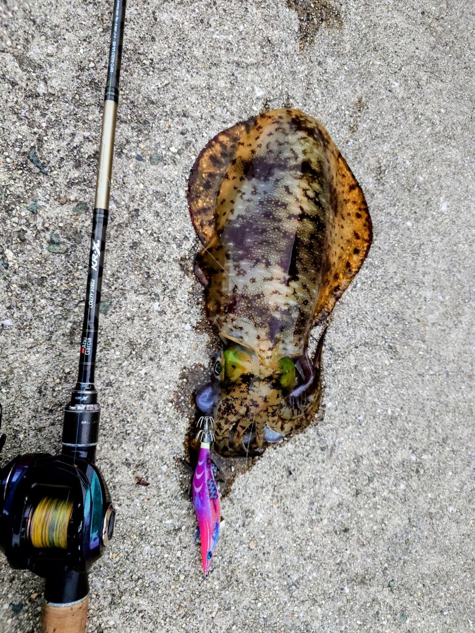 ソルティーステージKR-X ベイトフィネスカスタム SBFC-745MLS-KR SALTY STAGE KR-X Baitfinesse Custom(ソルティーステージ・KR-X