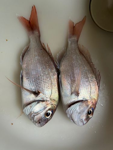 タイの釣果
