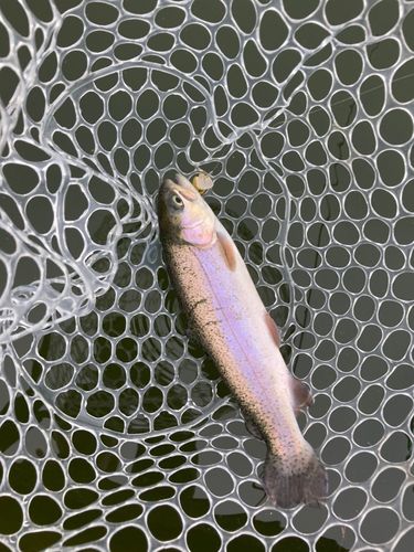 ニジマスの釣果