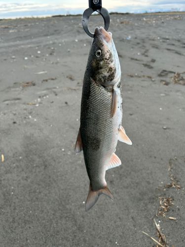 ウグイの釣果