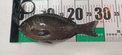 グレの釣果