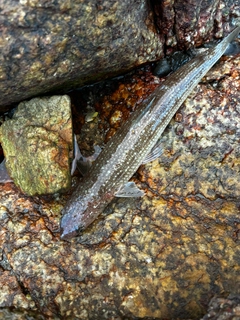 エソの釣果