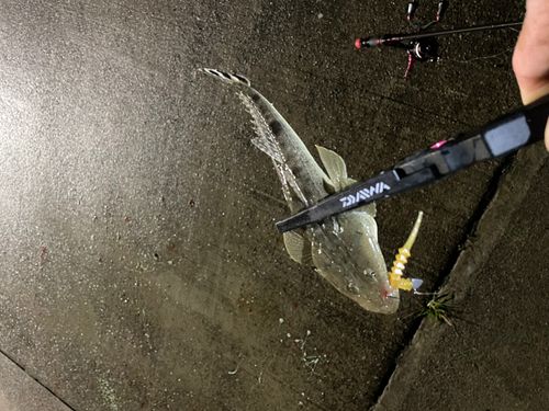 マゴチの釣果