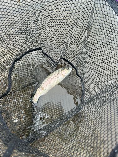 ニジマスの釣果