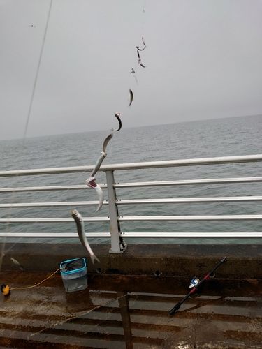 カタクチイワシの釣果