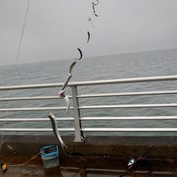 カタクチイワシ