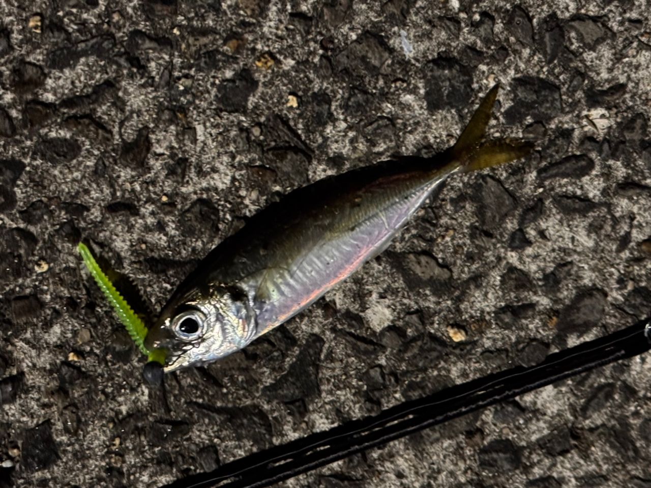 APIA グランデージ ライト 61の最安値・インプレ・釣果 | 本音の