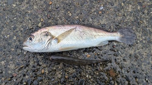 イシモチの釣果