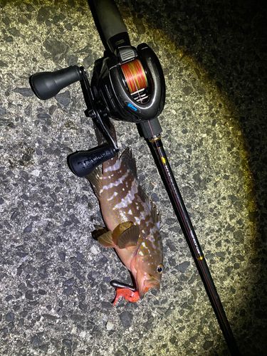 アコウの釣果
