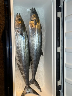 サワラの釣果