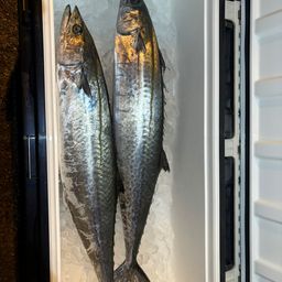 サワラ