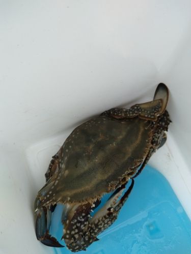 ワタリガニの釣果