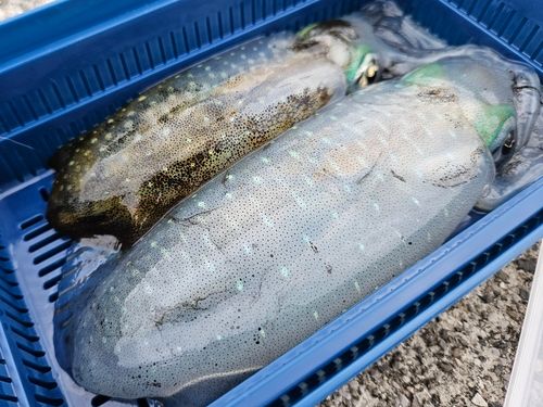 アオリイカの釣果