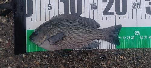 グレの釣果